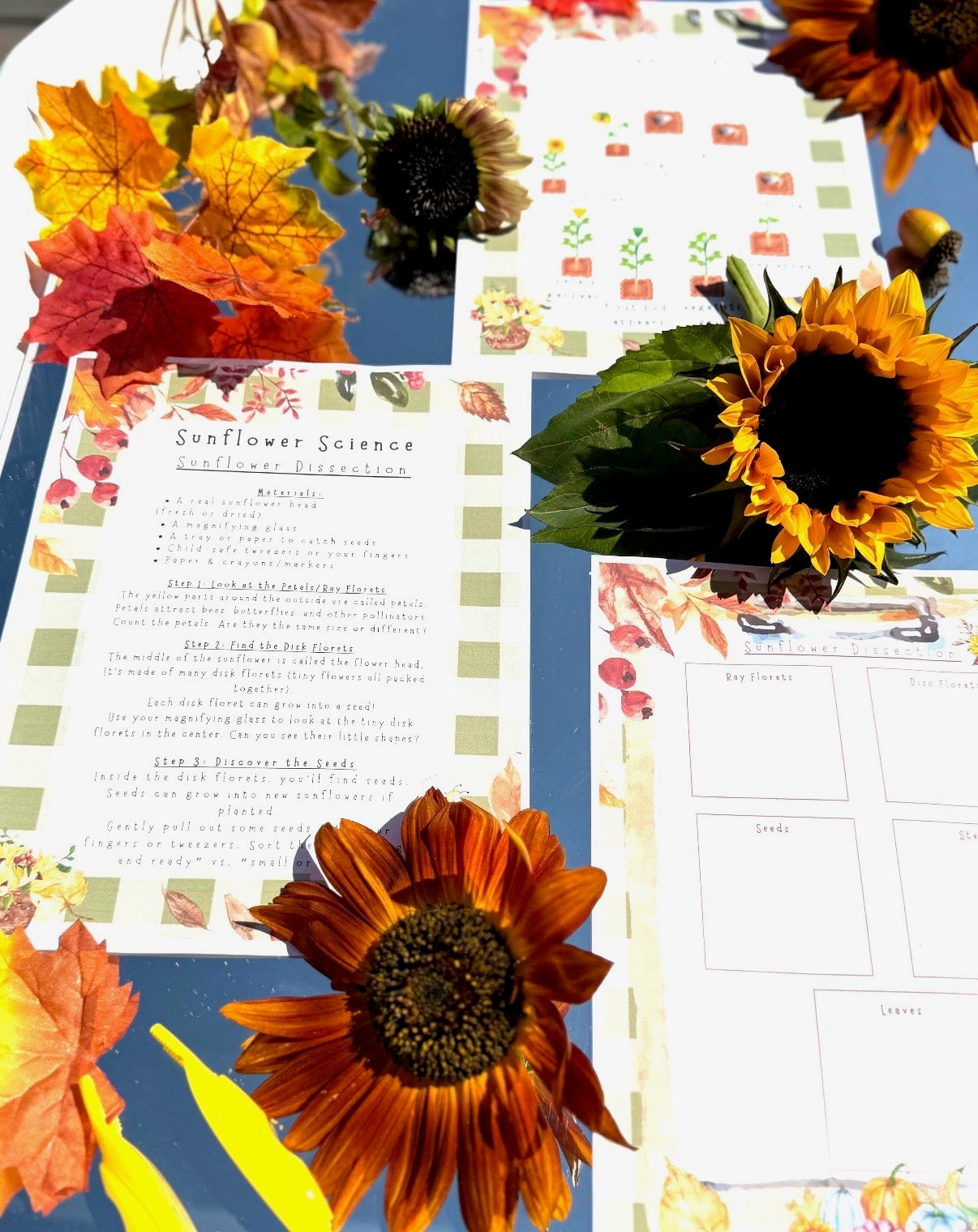 Sunflower Project Based Learning Digital Print Kit